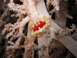 Small crab, it looks like a jewel... on a soft coral - Pi... by Sara Valla 